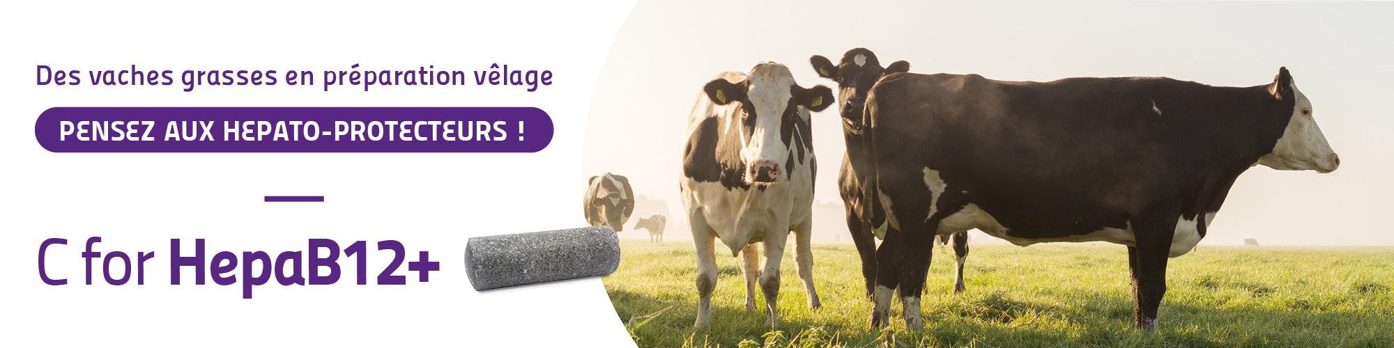 Vaches grasses C for Hepab12