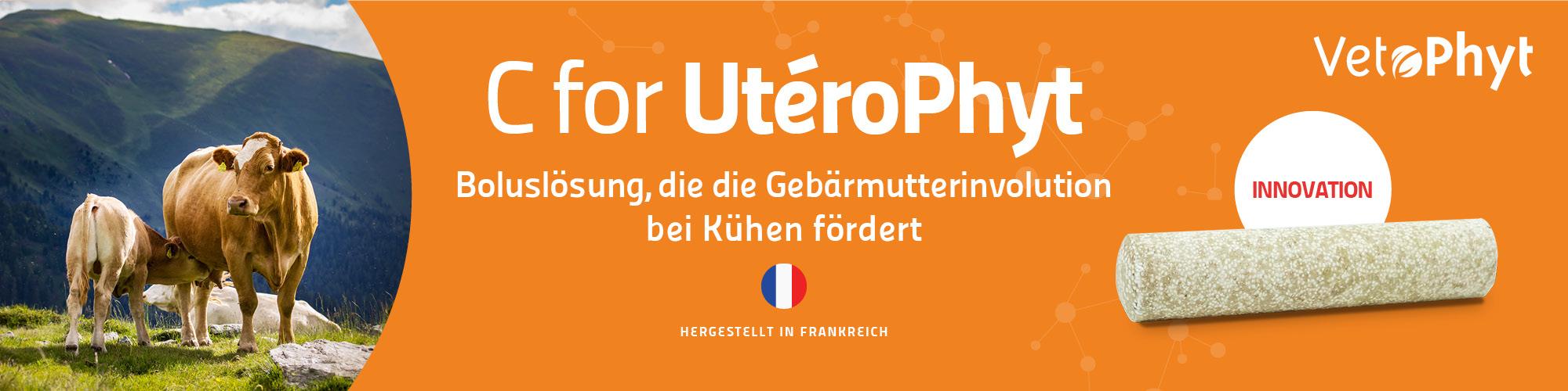 Boluslösung, die die Gebärmutterinvolution bei Kühen fördert