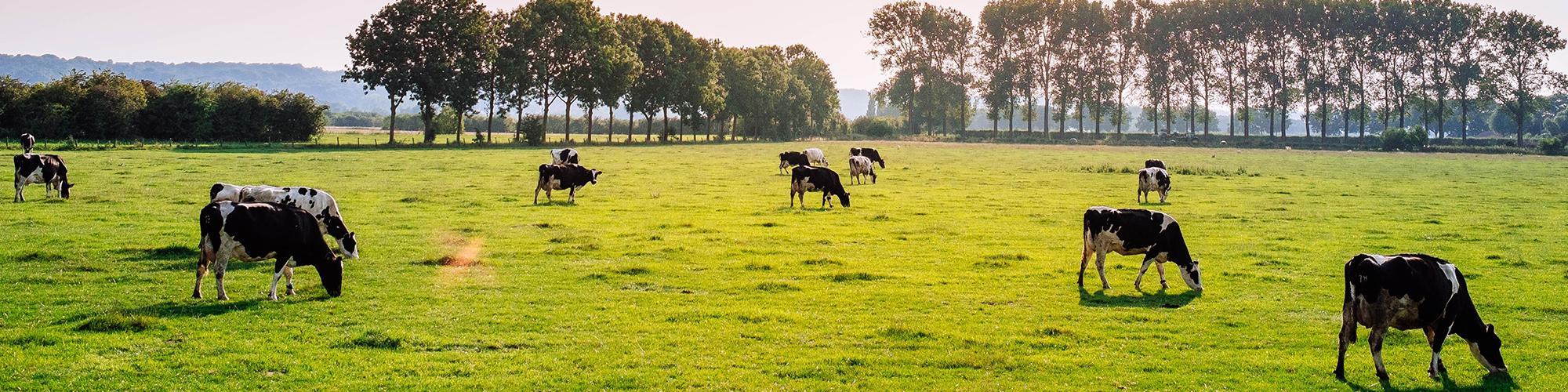 aliments-complémentaires-animaux