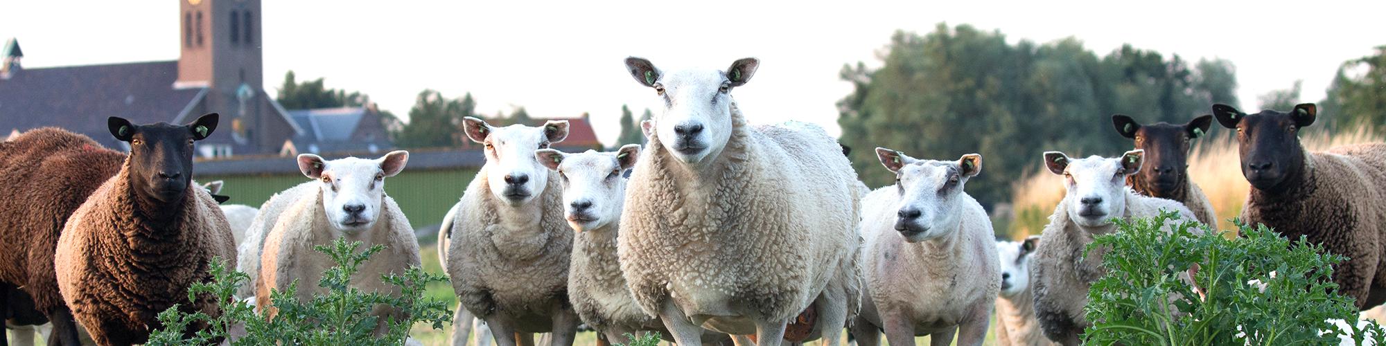 aliments-complémentaires-animaux