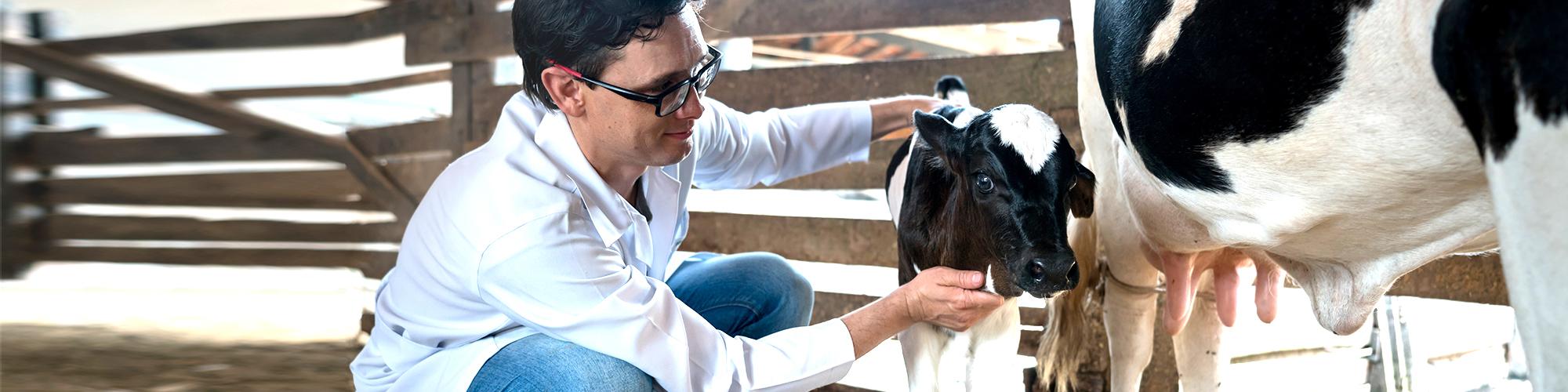 Solutions vétérinaires pour bovins