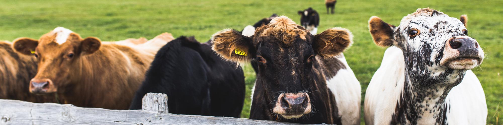 aliments-complémentaires-animaux