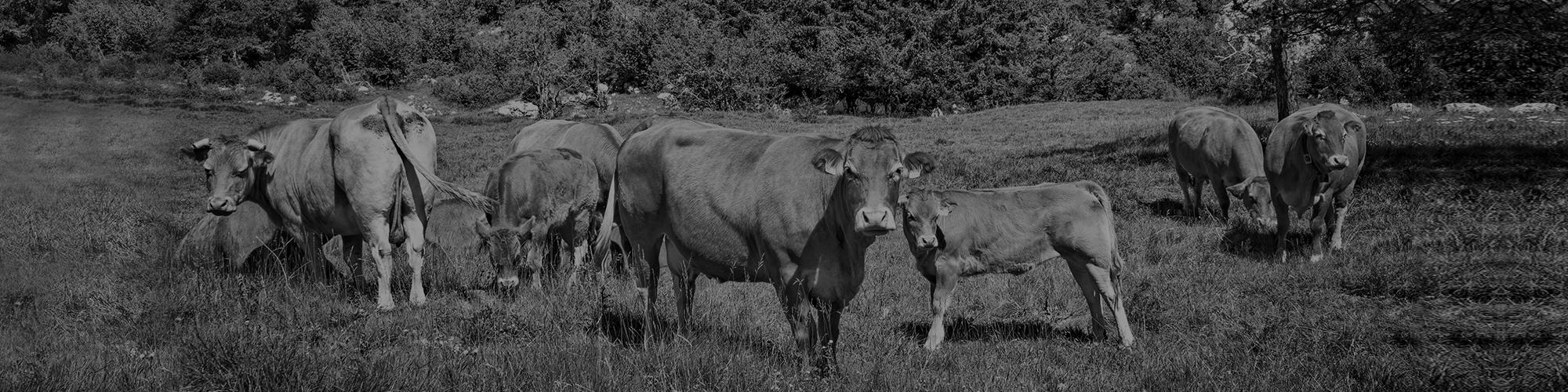 animaux d'élevage aliments complémentaire