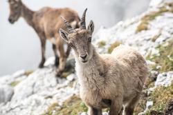 chamois équipe savetis romain