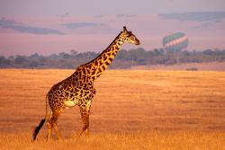 girafe équipe savetis claudine