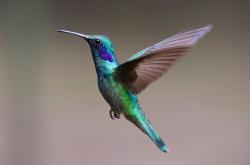 Colibri Nathalie